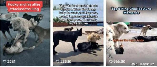 ”爆火!身价飙升至10万美元狗主人被扒PG电子麻将胡了2贵州下司犬“查理国王(图21) ”爆火!身价飙升至10万美元狗主人被扒PG电子麻将胡了2贵州下司犬“查理国王(图21)