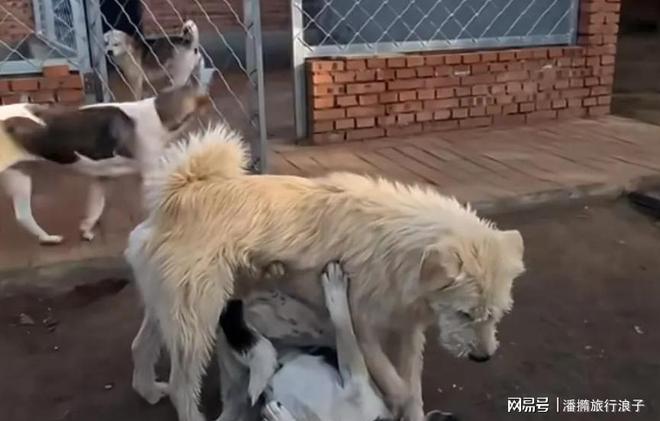 ”爆火！身价飙升至10万美元狗主人被扒PG电子麻将胡了2贵州下司犬“查理国王(图13)