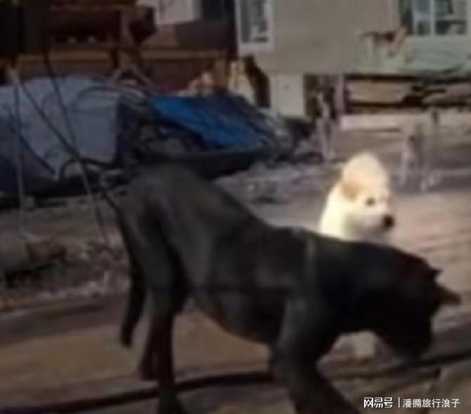 ”爆火！身价飙升至10万美元狗主人被扒PG电子麻将胡了2贵州下司犬“查理国王(图22)