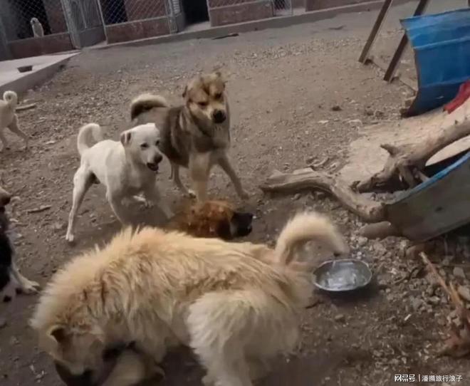 ”爆火！身价飙升至10万美元狗主人被扒PG电子麻将胡了2贵州下司犬“查理国王(图17)