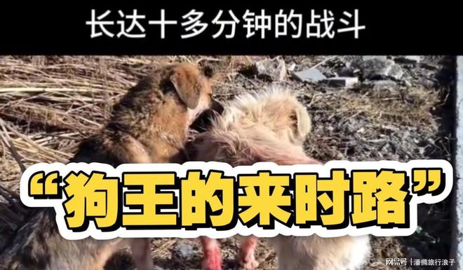 ”爆火！身价飙升至10万美元狗主人被扒PG电子麻将胡了2贵州下司犬“查理国王(图16)