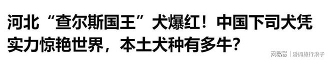 ”爆火！身价飙升至10万美元狗主人被扒PG电子麻将胡了2贵州下司犬“查理国王(图12)