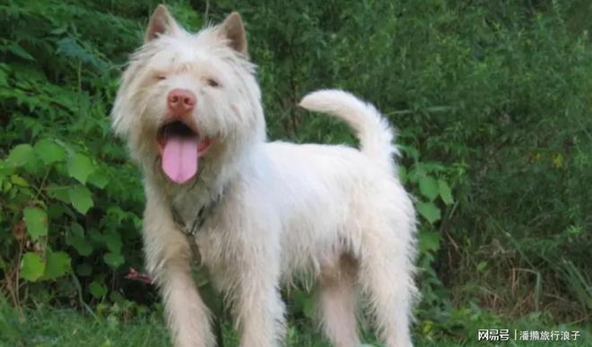 ”爆火！身价飙升至10万美元狗主人被扒PG电子麻将胡了2贵州下司犬“查理国王(图19)