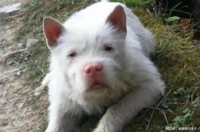 ”爆火！身价飙升至10万美元狗主人被扒PG电子麻将胡了2贵州下司犬“查理国王(图3)