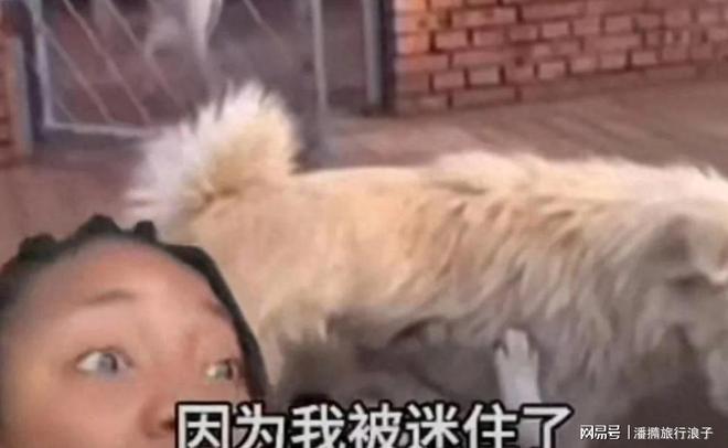 ”爆火！身价飙升至10万美元狗主人被扒PG电子麻将胡了2贵州下司犬“查理国王(图2)