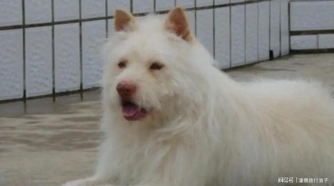 ”爆火！身价飙升至10万美元狗主人被扒PG电子麻将胡了2贵州下司犬“查理国王(图4)