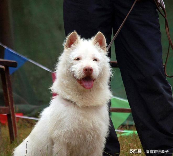 ”爆火！身价飙升至10万美元狗主人被扒PG电子麻将胡了2贵州下司犬“查理国王(图8)