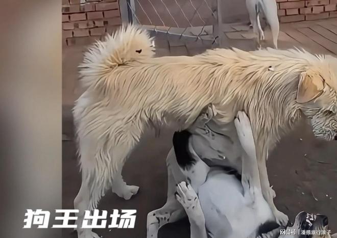 ”爆火！身价飙升至10万美元狗主人被扒PG电子麻将胡了2贵州下司犬“查理国王(图6)