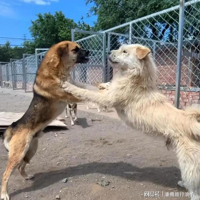 ”爆火！身价飙升至10万美元狗主人被扒PG电子麻将胡了2贵州下司犬“查理国王(图5)