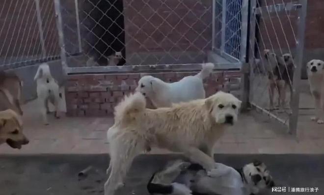 ”爆火！身价飙升至10万美元狗主人被扒PG电子麻将胡了2贵州下司犬“查理国王(图7)