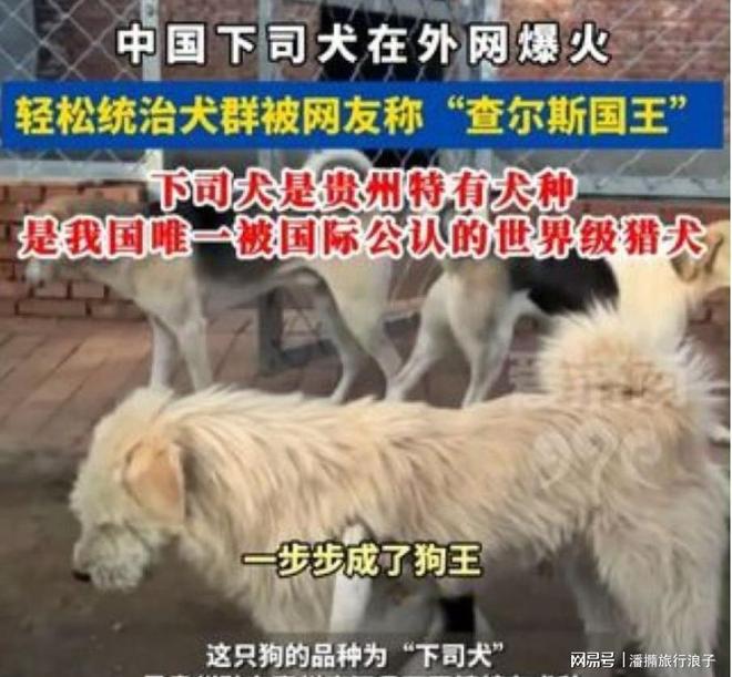 ”爆火！身价飙升至10万美元狗主人被扒PG电子麻将胡了2贵州下司犬“查理国王(图10)