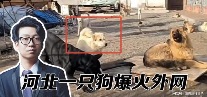 ”爆火！身价飙升至10万美元狗主人被扒PG电子麻将胡了2贵州下司犬“查理国王(图11)